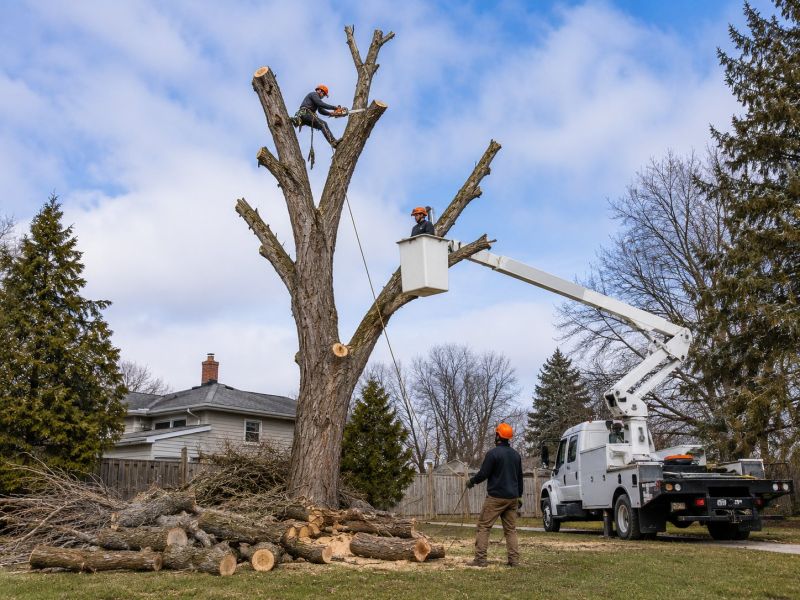 Elm Tree Removal in Reno, NV