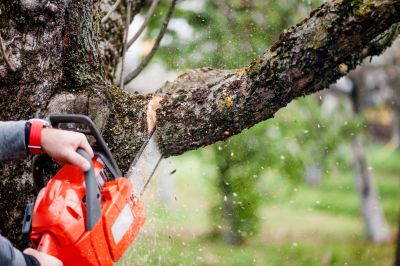 Service Locations for Tree Chipping
