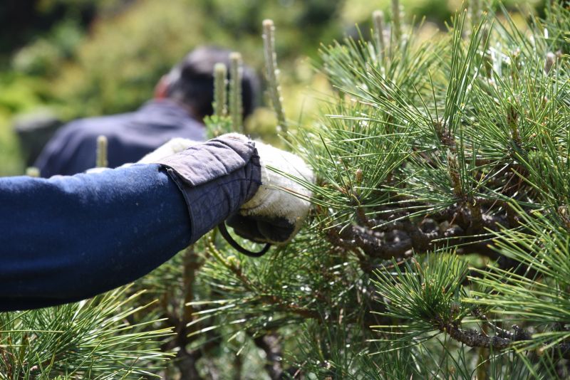 Apple Tree Pruning in Aiken, SC