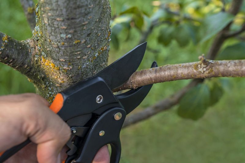Apple Tree Removal in Allentown, PA