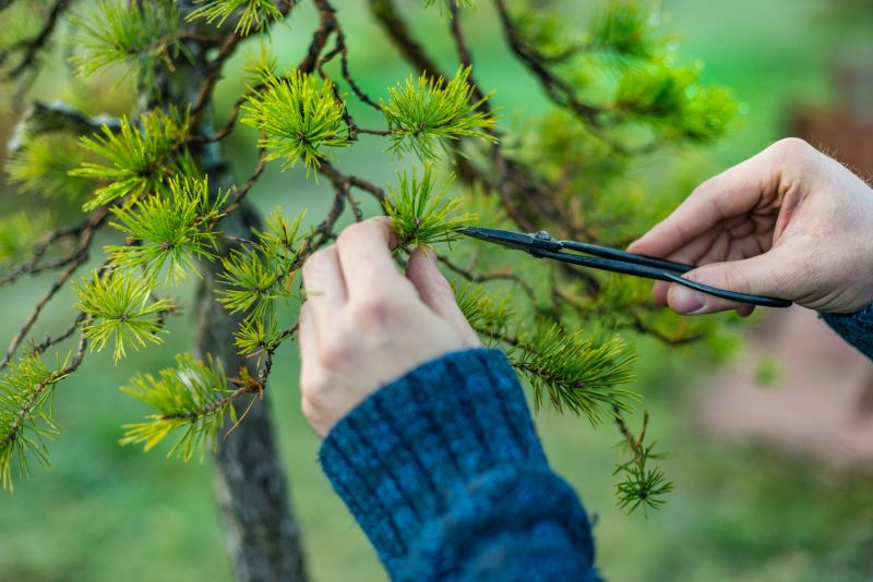 Birch Tree Pruning in Allentown, PA