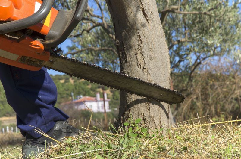 Birch Tree Removal in Montgomery County, PA