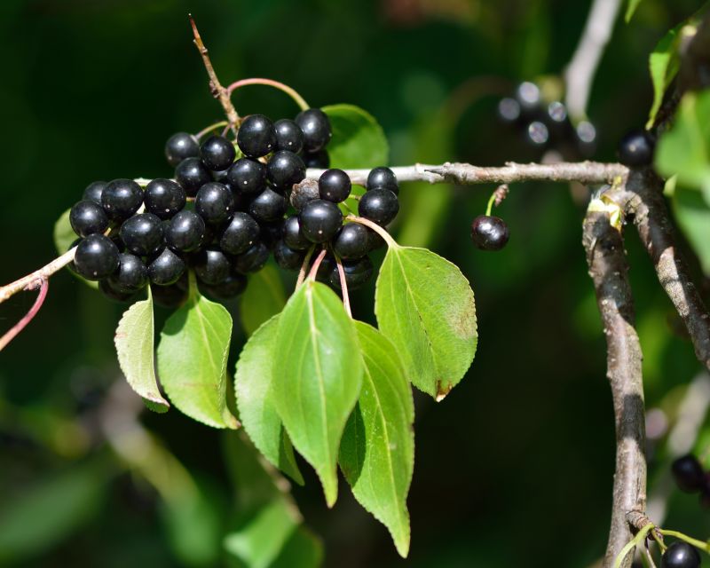 Blackberry Bush Removal in Aiken, SC