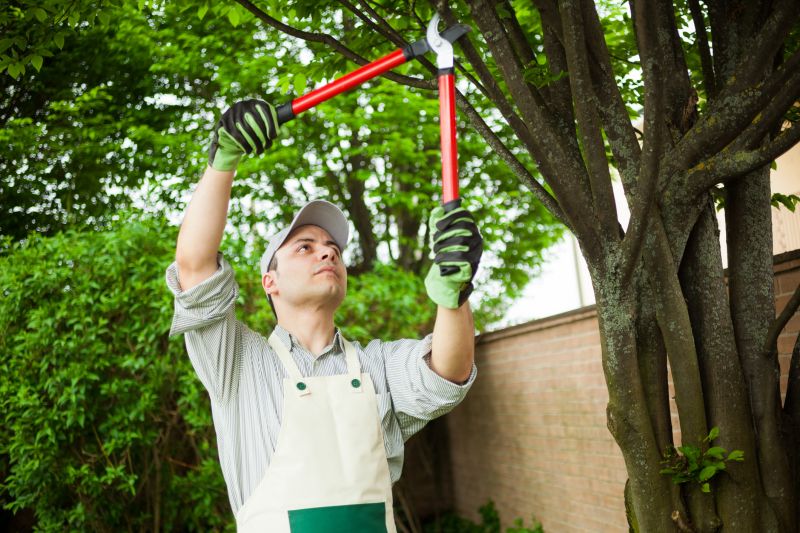 Bradford Pear Tree Pruning in Aiken, SC