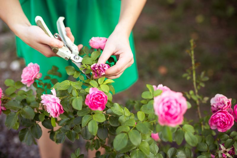 Bush Pruning in Ventura County, CA