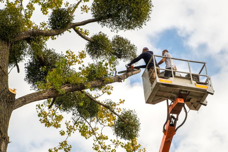 Cedar Tree Trimming in Reno, NV