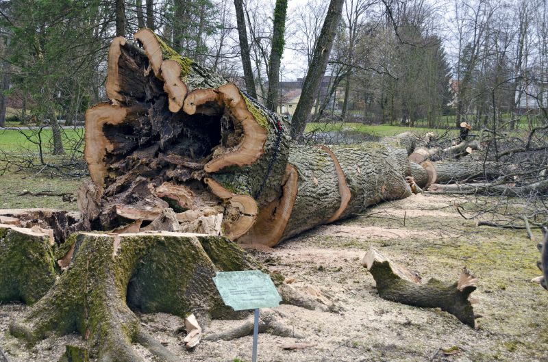 Dead Tree Removal in Bucks County, PA