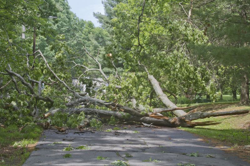 Fallen Tree Near Roadway