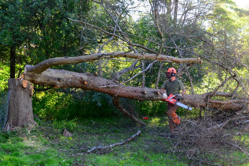 Yard with Fallen Tree