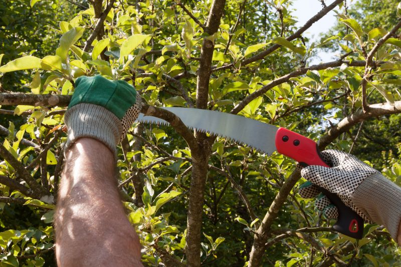 Maple Tree Pruning in Pottstown, PA