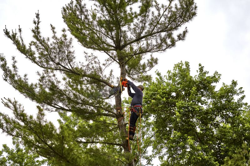 Palm Tree Removal in Aiken, SC