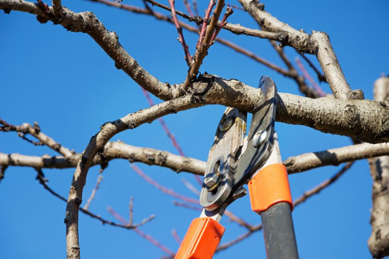Pear Tree Pruning in Doylestown, PA