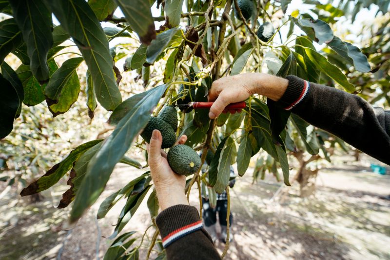 Pear Tree Pruning in Allentown, PA