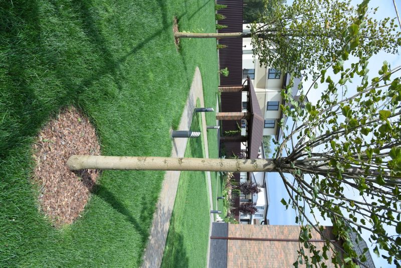 Completed Tree Chipping Work