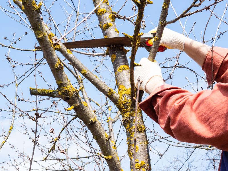 Tree Lopping Service in Allentown, PA