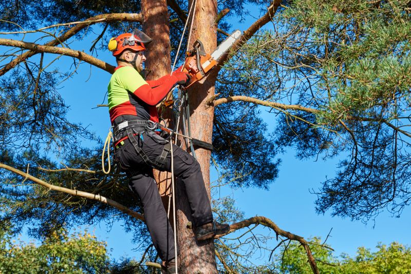 Tree Service in Bucks County, PA