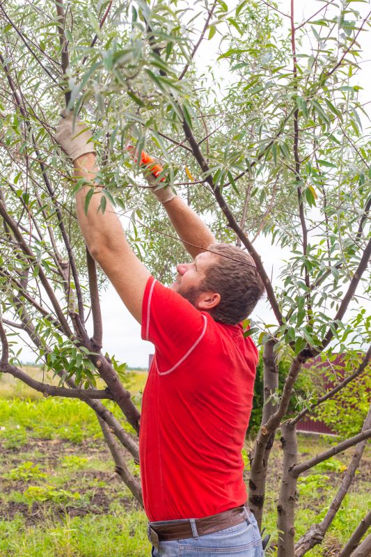Tree Pruning in Progress