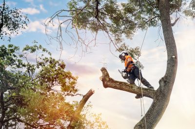 Professional Tree Pruning