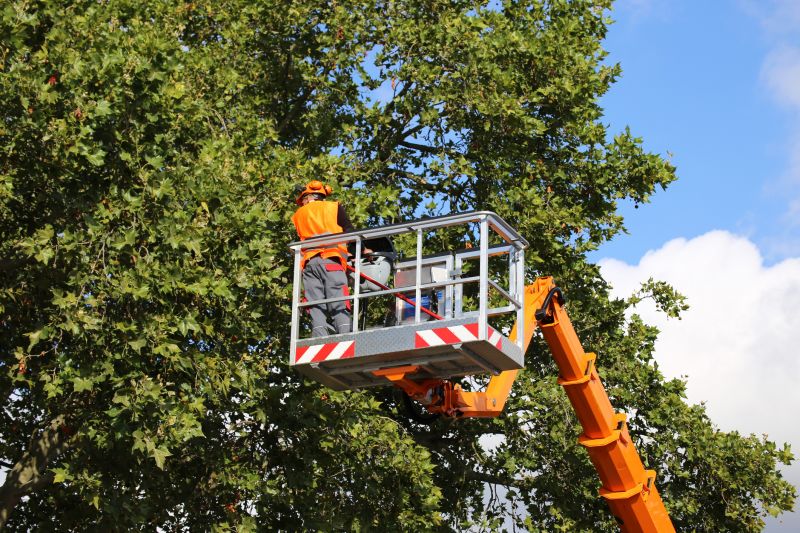 Arborist with Climbing Gear