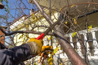 Local Tree Service Providers
