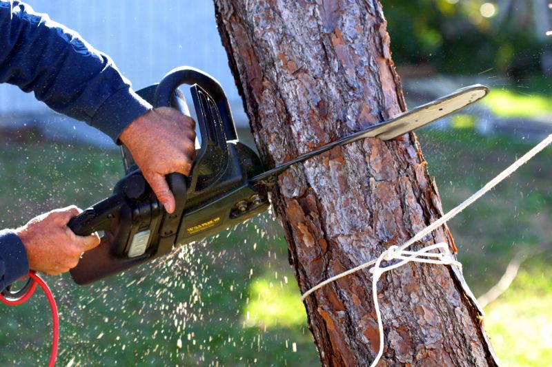 Willow Tree Removal in Bucks County, PA